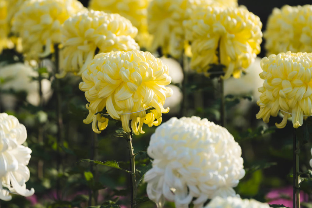 お盆に供えたい花の種類とは？お花の特徴や花言葉をご紹介 – 大阪難波・心斎橋・北新地の花屋biotop(ビオトープ)! | ブログ