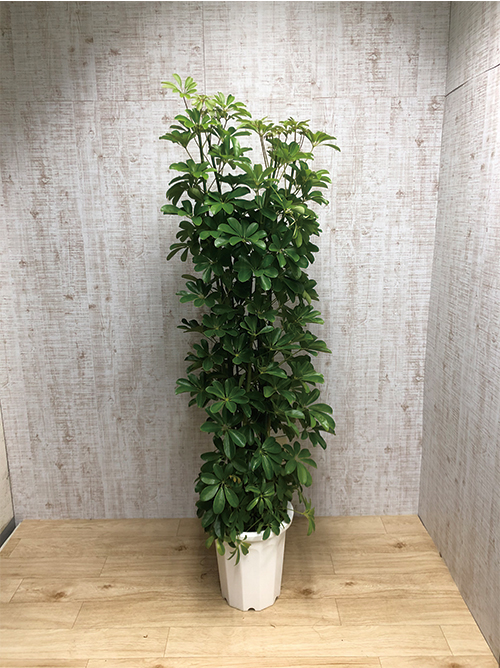 観葉植物 カポック 10号鉢