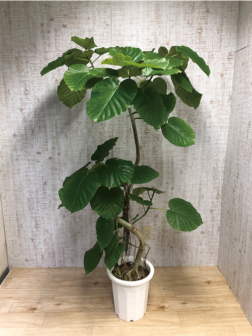 観葉植物 ウンベラータ 10号鉢