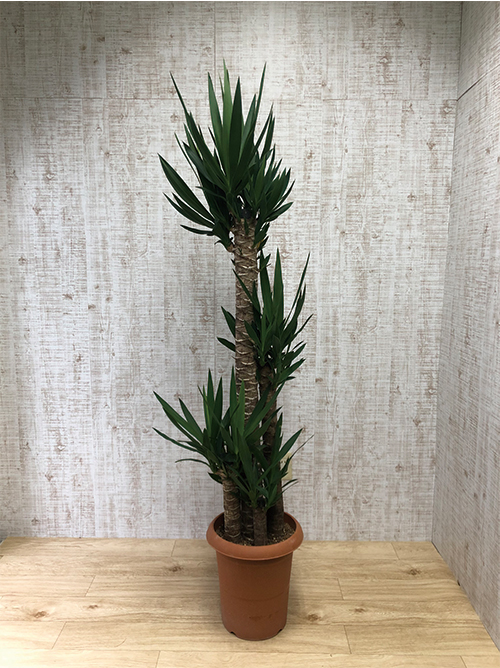 観葉植物 ユッカ 10号鉢