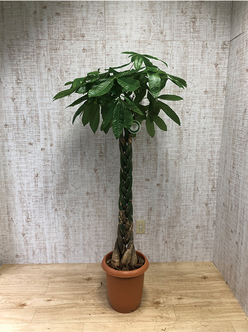 観葉植物 パキラ編み 10号鉢