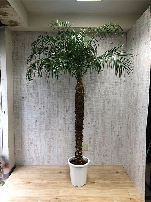 観葉植物 ロベフェニックス 10号