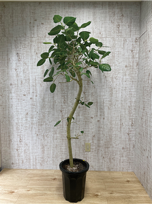 観葉植物 ベンガルゴム 10号鉢