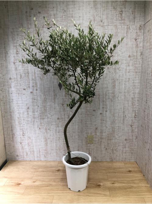 観葉植物 オリーブ 10号鉢