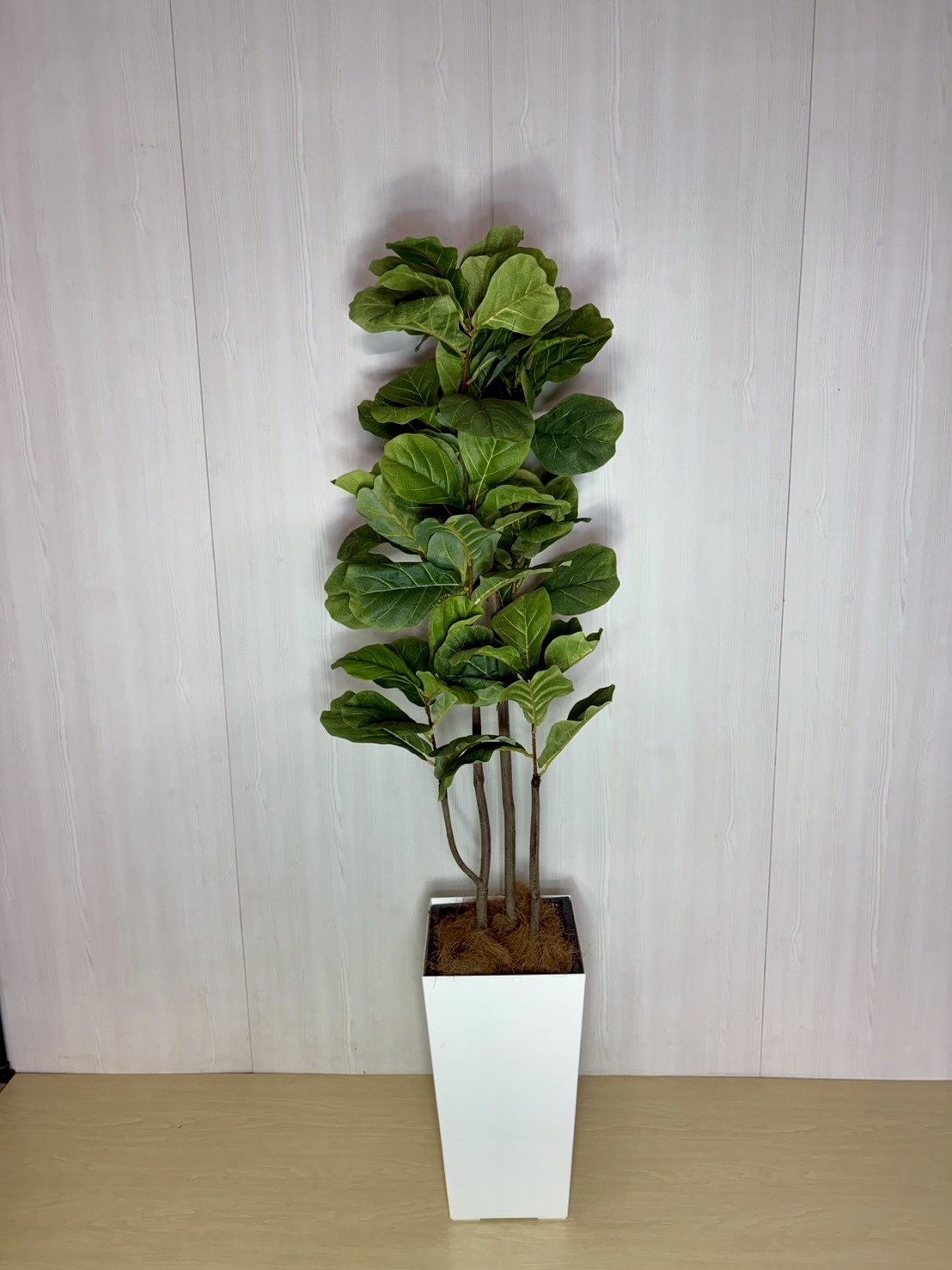 カシワバゴムの木10号　造花