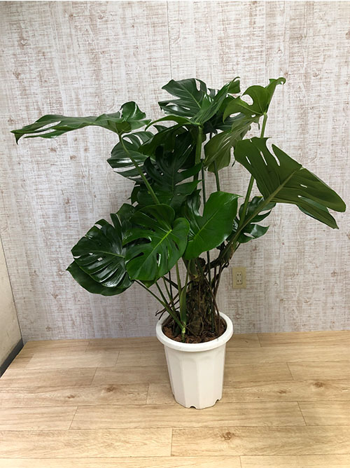 観葉植物 モンステラ 10号鉢