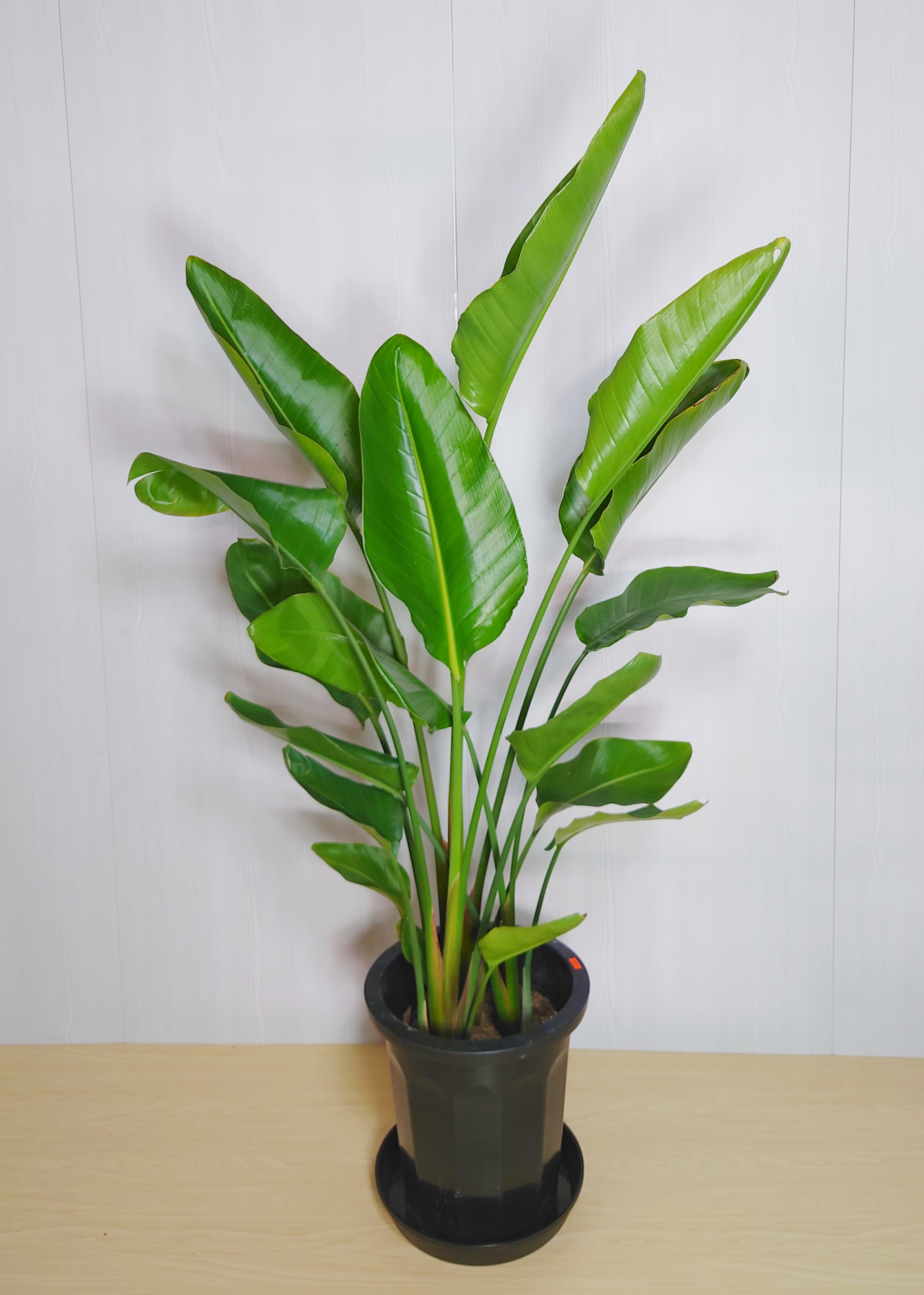 観葉植物 オーガスタ 10号鉢