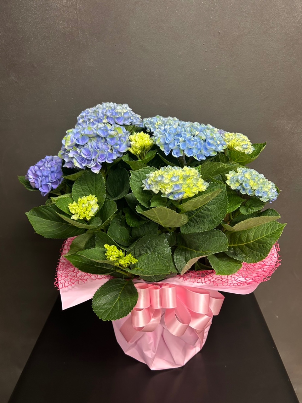 鉢物 あじさい 大 色おまかせ