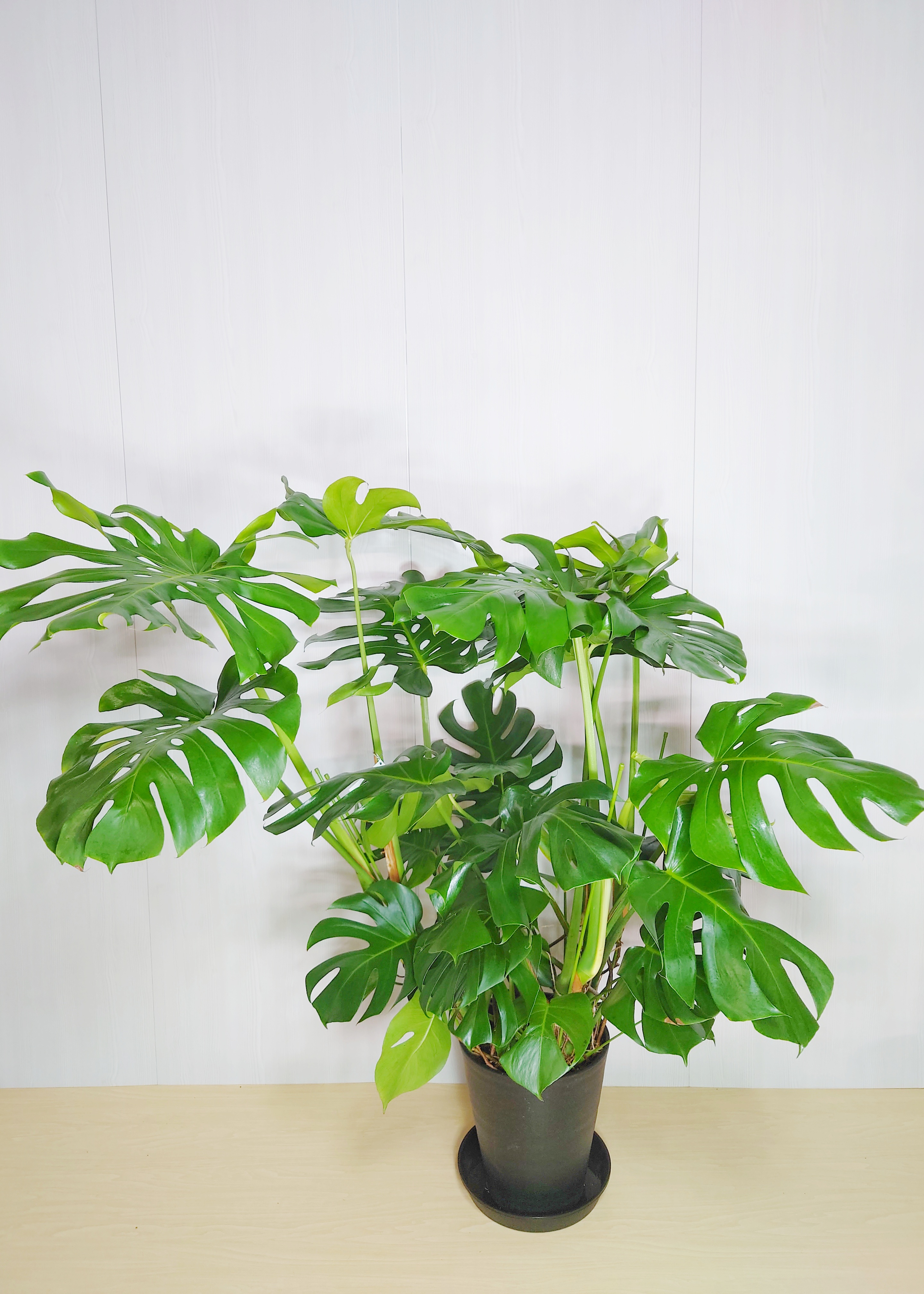 観葉植物 モンステラ 10号鉢