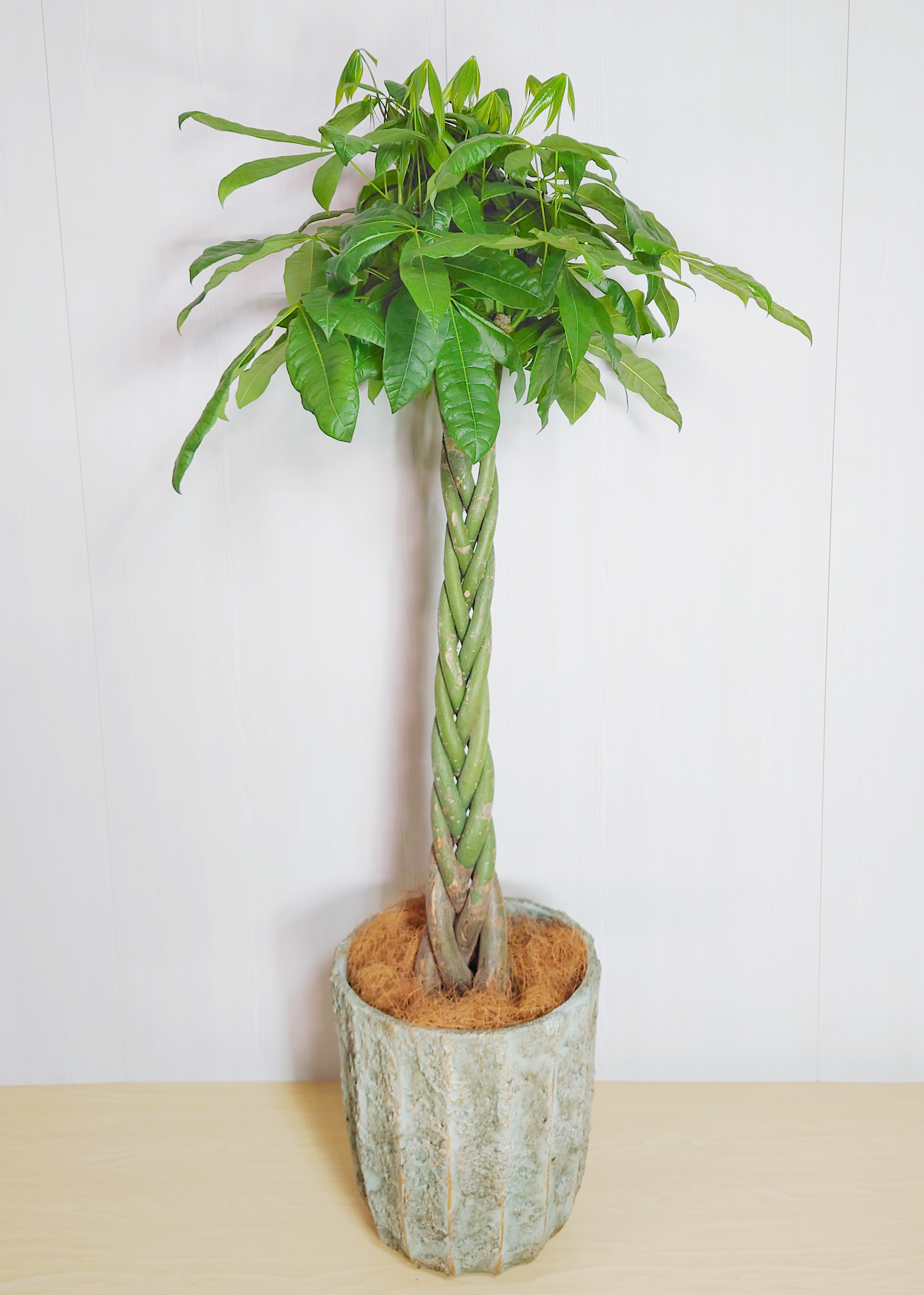 観葉植物 おまかせ デザイン陶器