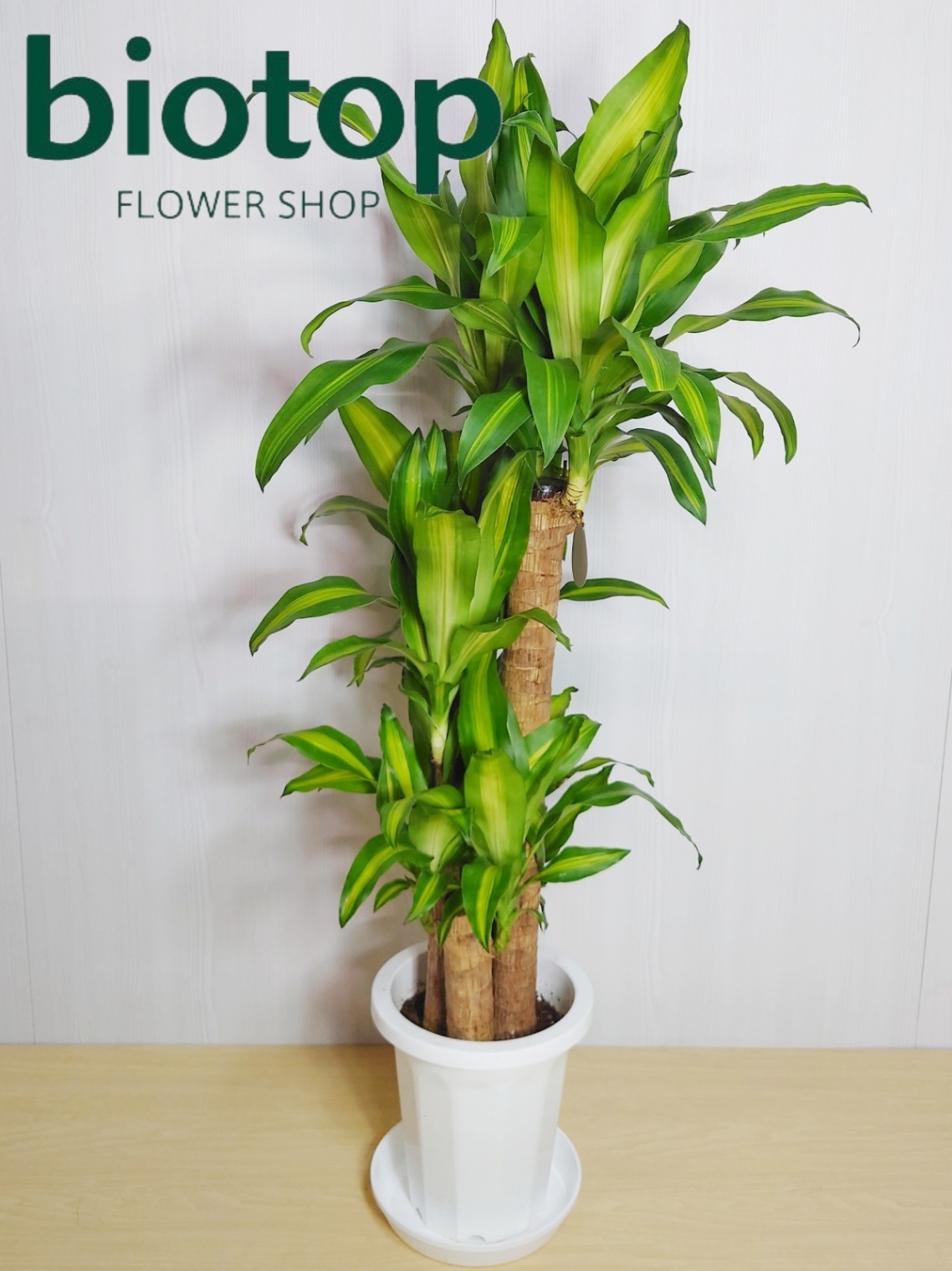 観葉植物 マッサン(幸福の木) 8号