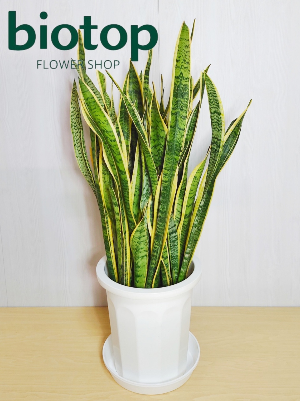 観葉植物 サンセベリア 10号鉢