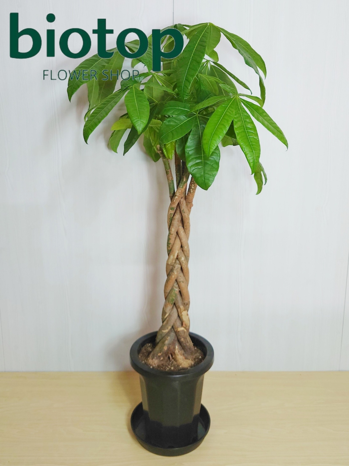 観葉植物 パキラ 8号鉢