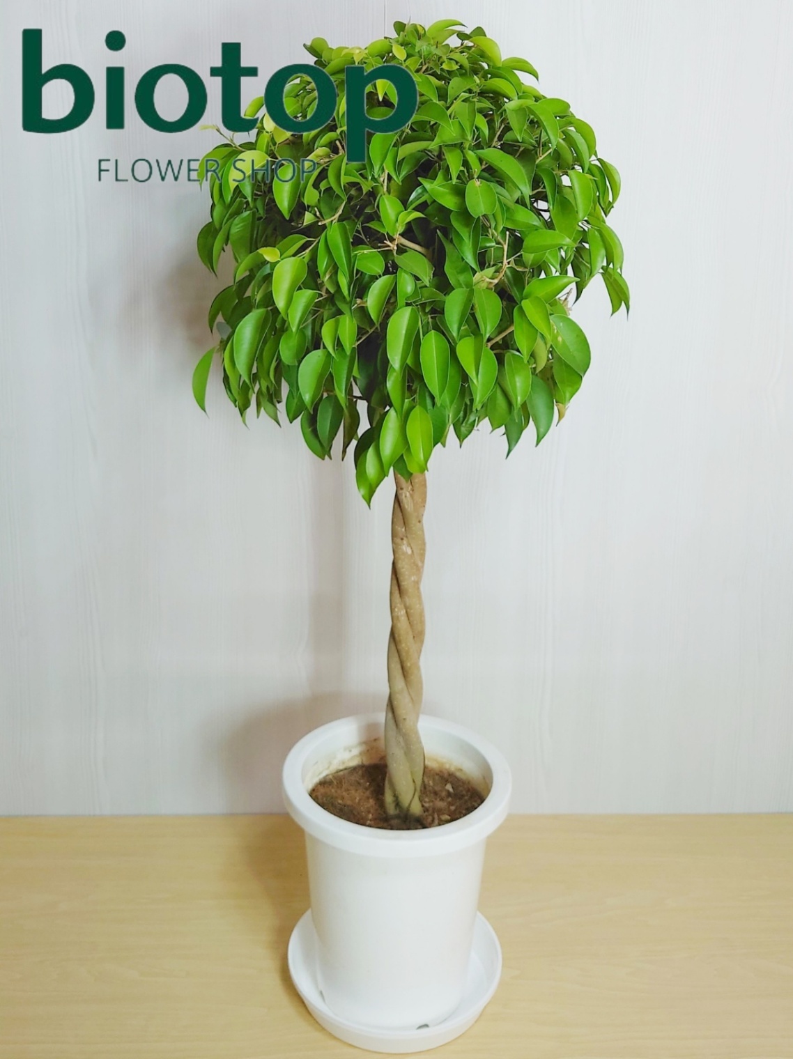観葉植物 ベンジャミン 8号鉢