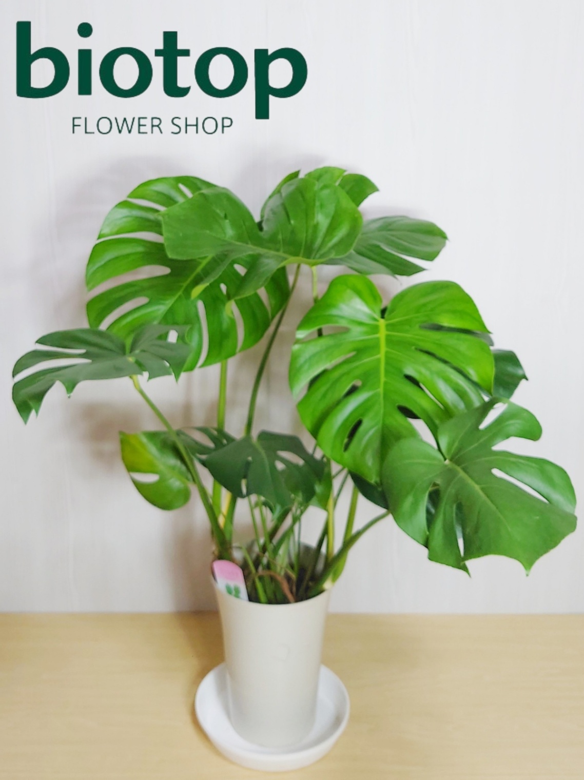 観葉植物 モンステラ 8号鉢