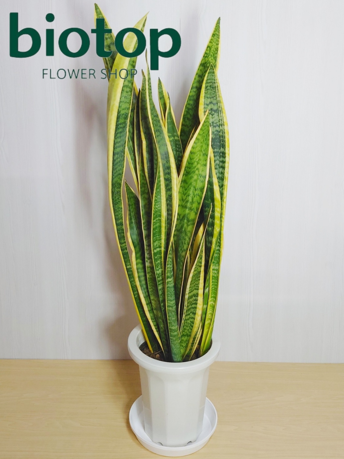観葉植物 サンセベリア 8号鉢