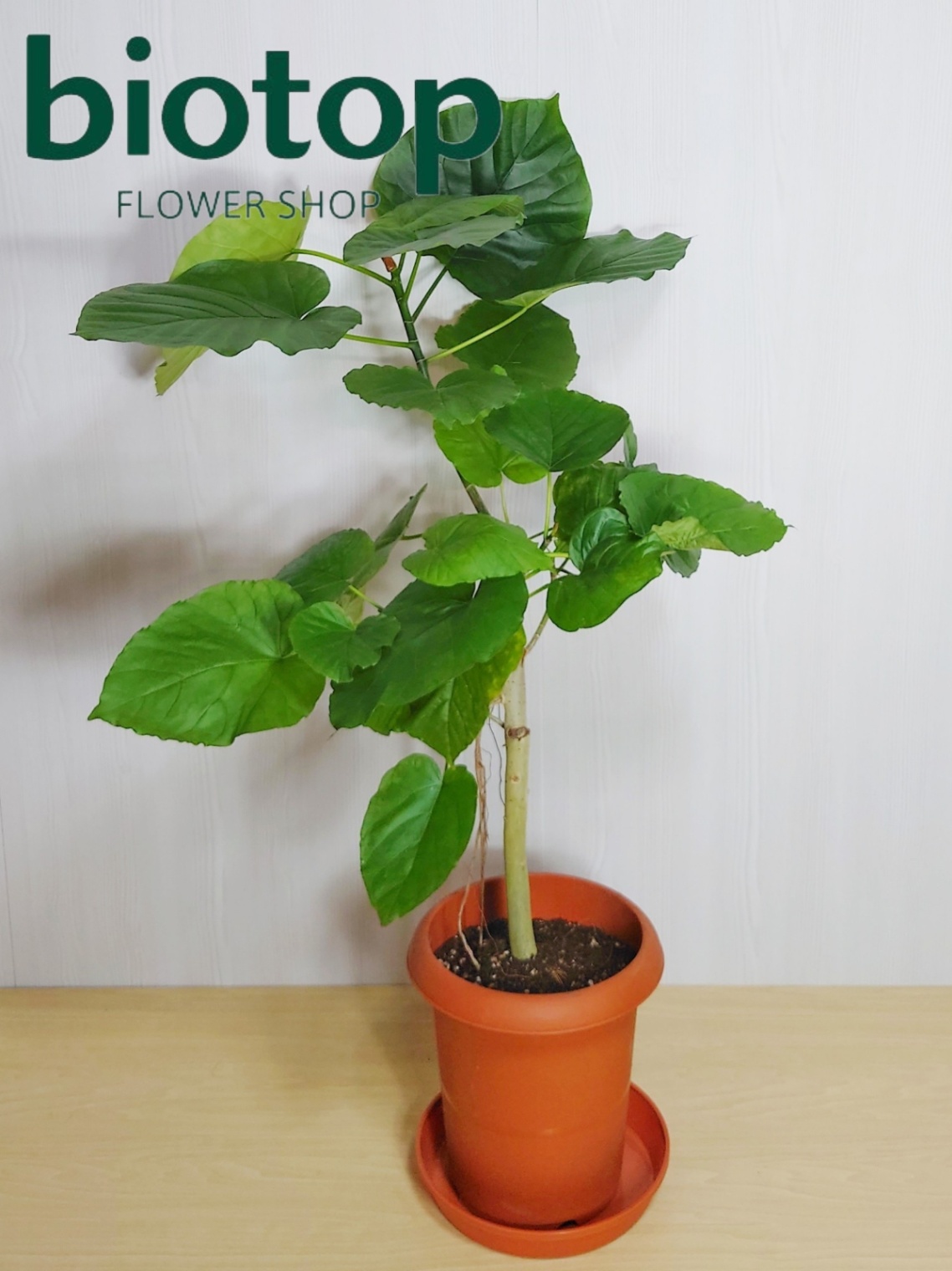 観葉植物 ウンベラータ 8号鉢