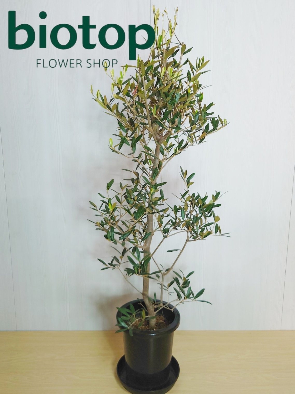 観葉植物 オリーブ 8号鉢