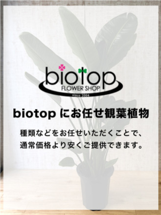 観葉植物 8号おまかせ 陶器黒