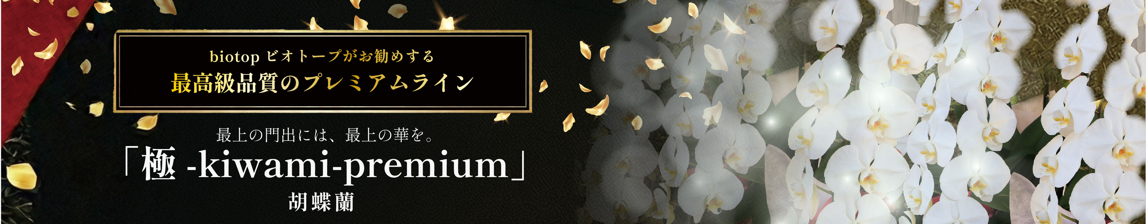 新たな門出にはbiotopビオトーププレミアムラインの胡蝶蘭で