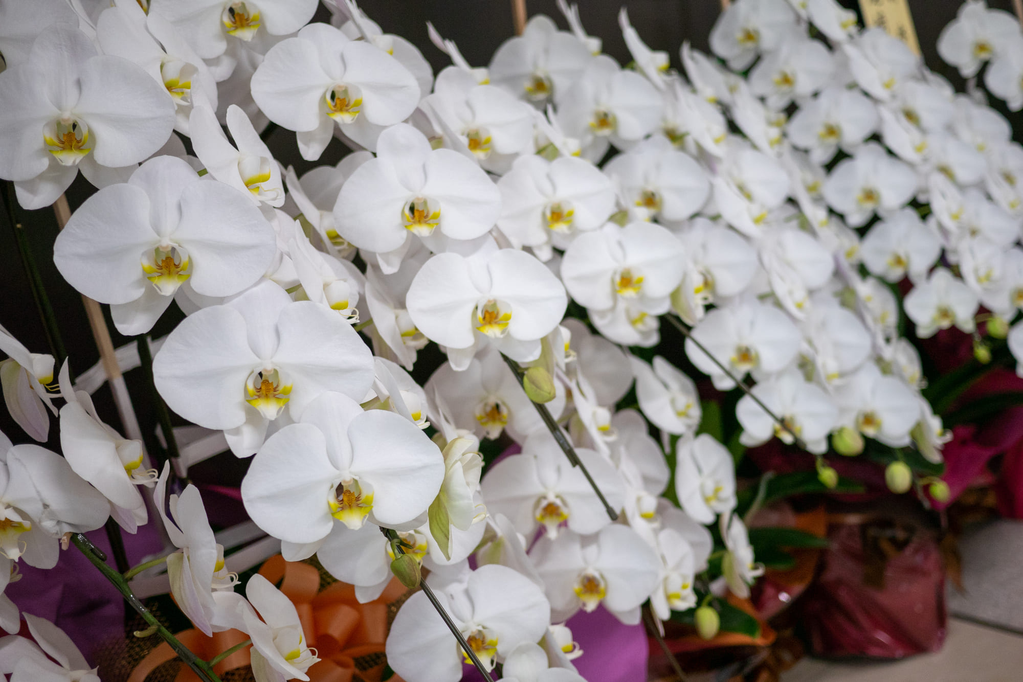 開店祝い 胡蝶蘭